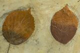 Wide Plate with Two Fossil Leaves (Two Species) - Montana #327179-2